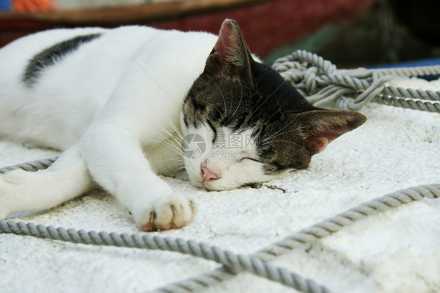 猫睡在香港户外造船厂图片