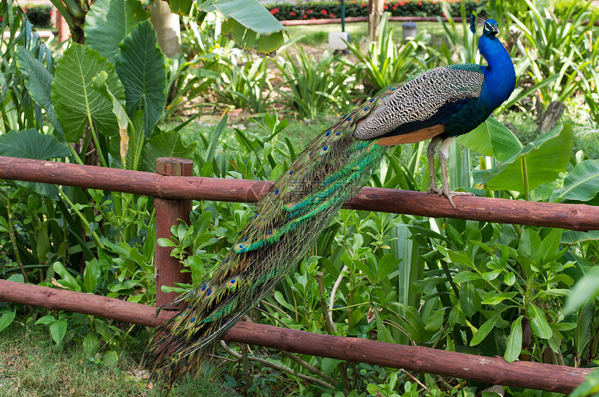孔雀野生动物仪式羽毛公鸡展览水平蓝色尾巴男性动物图片