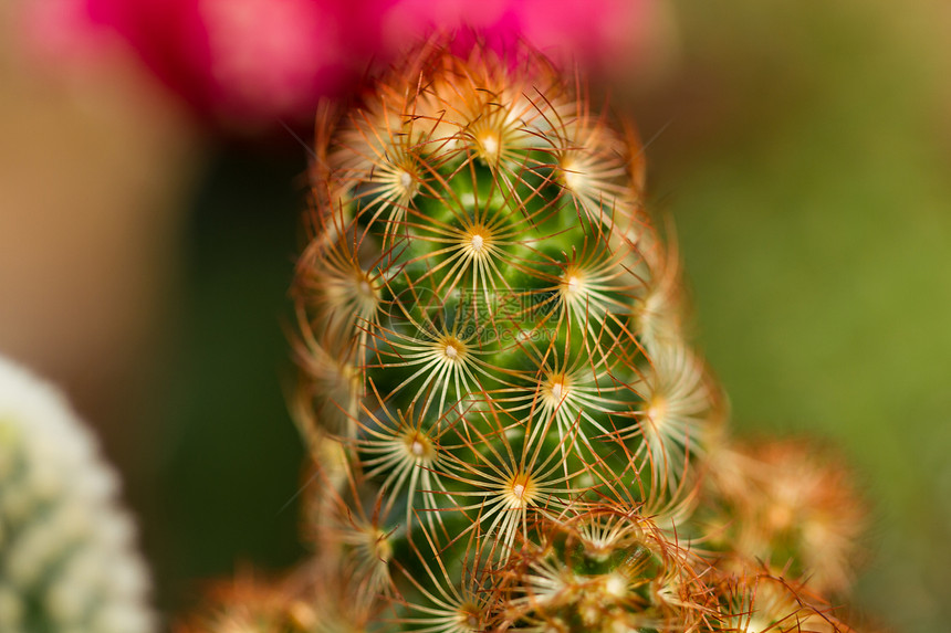 Cactus 特写植物学植物群叶子药品沙漠宏观花园异国脊柱情调图片