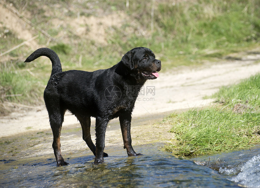 年轻的小旋转鼠纳犬犬类宠物小狗动物黑色图片