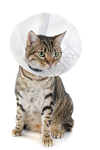 养猫划伤动物疾病眼睛塑料兽医克星工作室衣领棕色高清图片