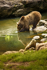 布朗熊危险的棕熊在水中沐浴高清图片