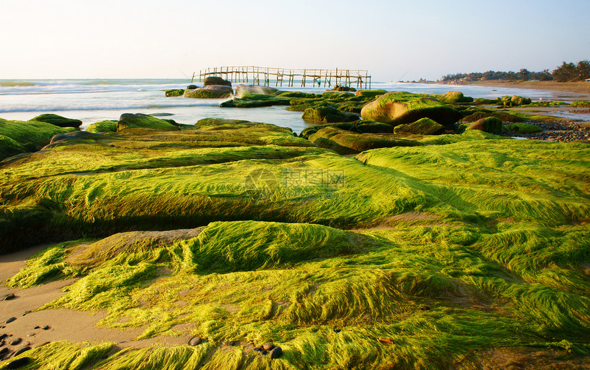 绿苔 沙滩上石块的壮丽风景海景支撑藻类海浪旅游海岸线阳光场景波浪海洋图片