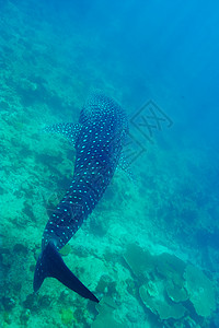蓝鲸鱼在马尔代夫水晶清蓝的蓝水中游泳的鲸鱼鲨鱼热带动物群动物潜水鲸鲨鼻齿兽野生动物盐水蓝色浮潜背景