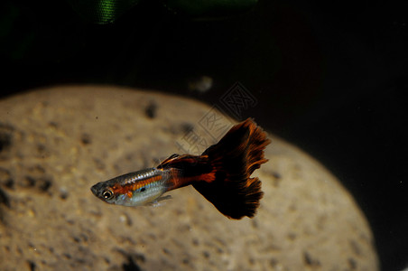 Guppy 多彩色多种鱼类热带男性水族馆尾巴背景图片