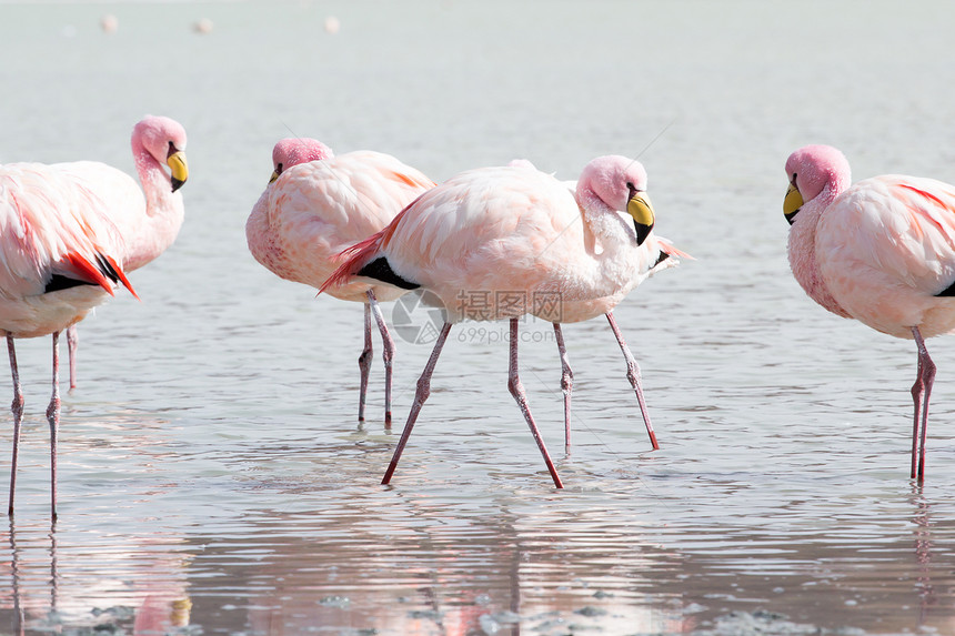 玻利维亚南部安第斯山脉湖上的Flamingos动物海拔山脉鸟群公园天蓝色蓝色高度火烈鸟反射图片