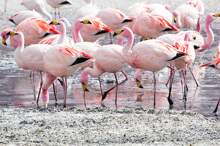 卡马玻利维亚南部安第斯山脉湖上的Flamingos旅行国家蓝色高原野生动物高度反射公园鸟群火烈鸟背景