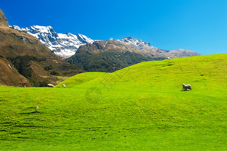 冰煮羊新西兰山脉国家天空旅游动物牧场农村岩石场地场景蓝色背景