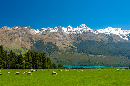 冰煮羊新西兰山脉农田草地高山蓝色动物牧场农场国家场地场景背景