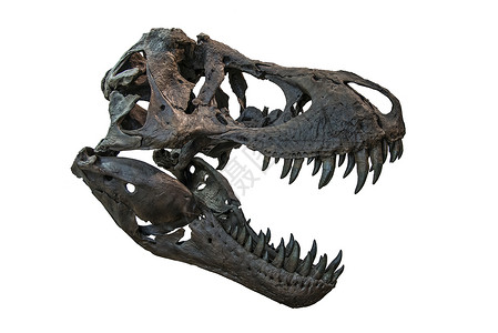 雷克斯斯库尔怪物骨骼牙齿动物古生物学侏罗纪插图化石科学颅骨展览高清图片素材