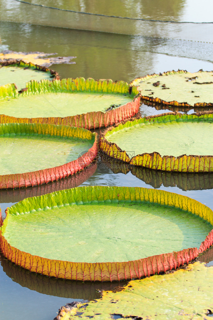 水百里异国花园热带植物池塘公园情调植物群绿色叶子图片