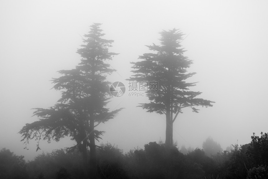 薄雾和雾笼罩着两棵松树图片