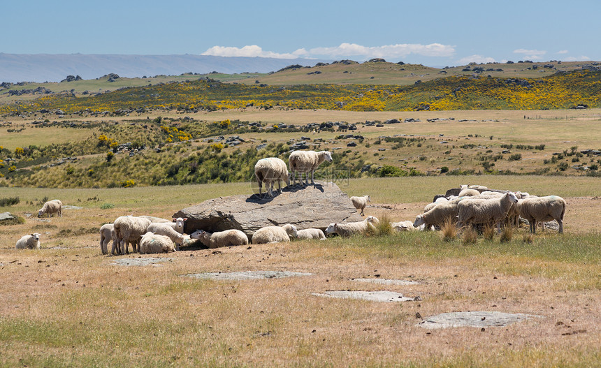 在新西兰岩石土地上放牧的牛羊图片
