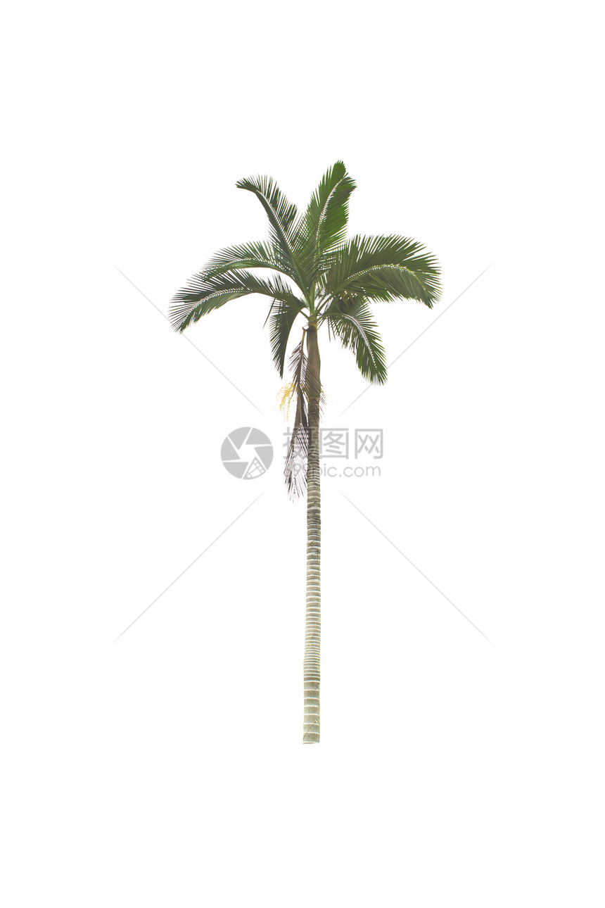 白色背景的棕榈树叶子树干绿色植物学气候生长热带情调异国植物群图片