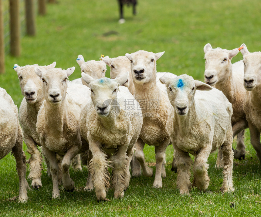 羊群在新西兰草地里奔跑图片