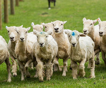 被吓到羊羊群在新西兰草地里奔跑背景
