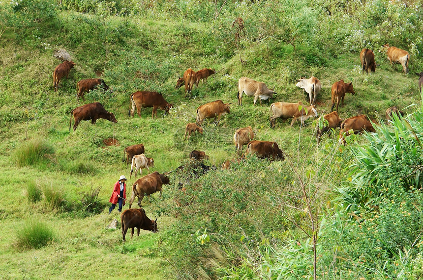 人们在草地上放牧一群牛群绿色村庄动物哺乳动物草原乡村趋向家畜水平团体图片