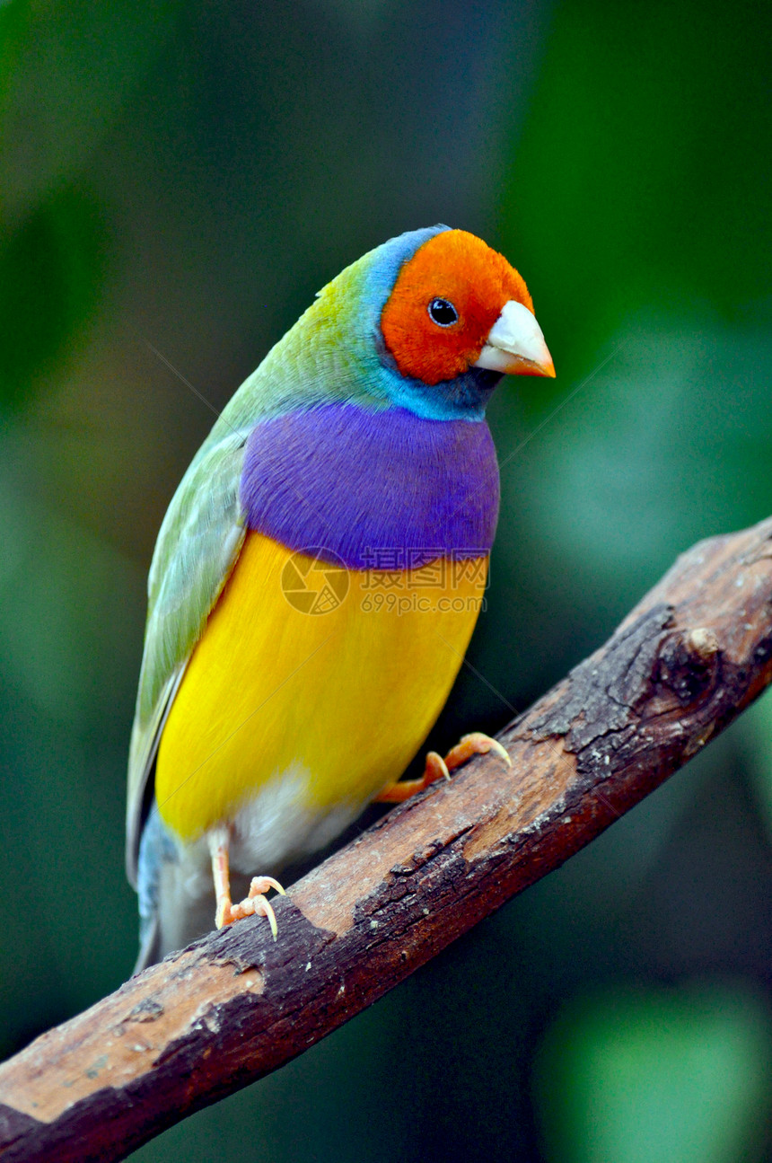 古尔迪恩芬奇动物园宠物野生动物生物鸟类动物热带图片