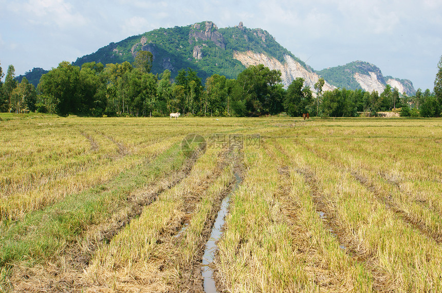 利用山链收获的稻田和后面的山区图片