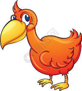 胖鸟橙鸟热带绘画蹼状情调动物眼睛异国冒充海洋羽毛插画