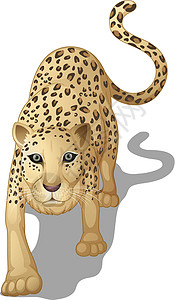 白豹豹猫科绘画豹属荒野老虎大猫草图哺乳动物动物设计图片