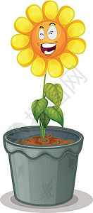 向日葵微笑锅中的花朵微笑园艺花园花瓣雏菊材料植物学树叶眼睛塑料设计图片