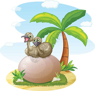 大鹏新区鹈鹕坐在大鹏岩石空格处绿色石头鸵鸟椰子棕榈鸟类草图卡通片设计图片