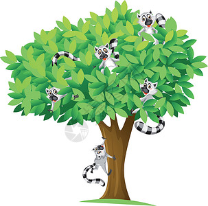 躲树上的松鼠享受绿色树叶哺乳动物分支机构狮子植物动物团体绘画设计图片
