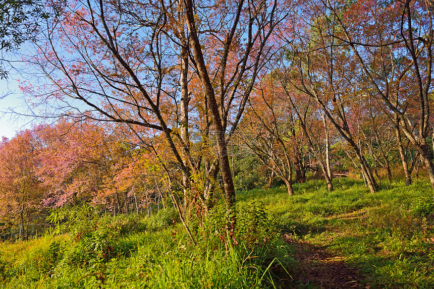 野生喜马拉雅樱桃 Doi Inth省王坤植物学蜡质宏观蓝色天空植物群生长季节公园花园图片