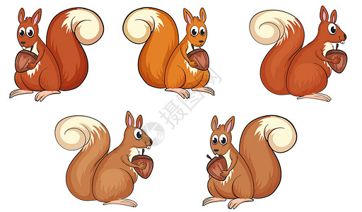 吃花生的松鼠松鼠进食白色团体生物卡通片咀嚼动物食物坚果绘画插画