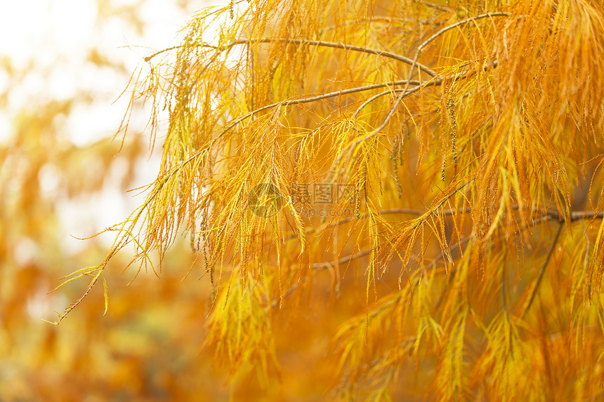 林中秋树季节木头晴天公园树干植物叶子分支机构太阳风景图片