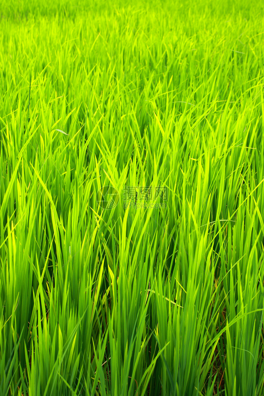 印度哈沃克岛绿地稻田 校对 Portnoy谷物种植园旅游栽培阳台韵律坡度场地农业远景图片