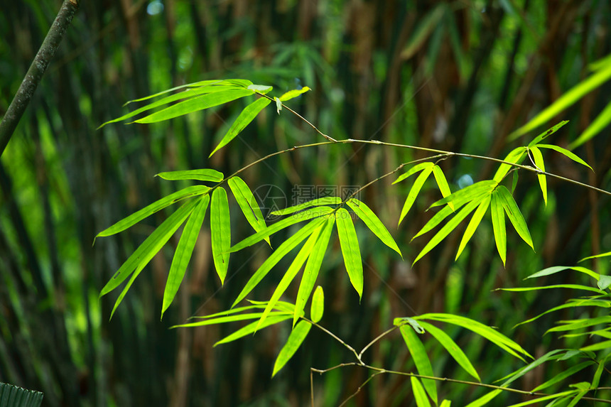 竹子绿林和晨光森林树林公园气候植物群太阳环境园艺阳光文化图片
