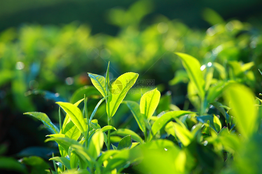 绿色茶叶种植园景观 印度喀拉拉邦Munnar草地蓝色爬坡场景天空植物农业饮料场地花园图片
