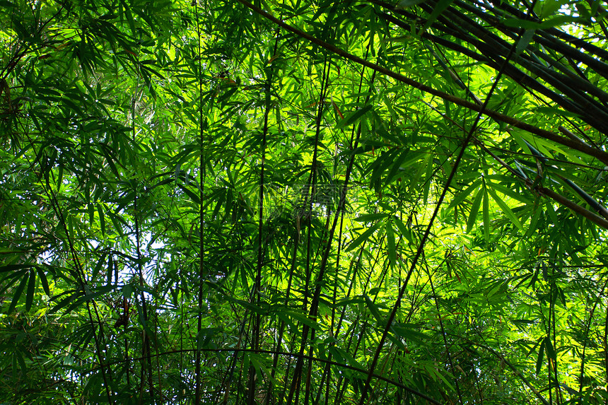 竹子绿林和晨光木头园艺叶子阳光植物公园树林太阳热带雨林图片