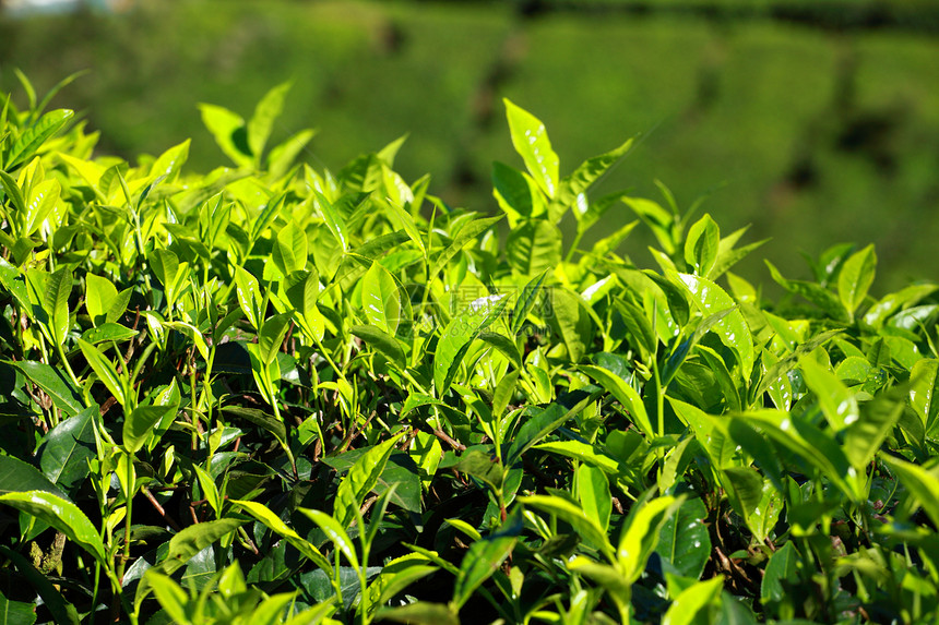 绿色茶叶种植园景观 印度喀拉拉邦Munnar财产天空土地爬坡农村生长农业植物场地热带图片