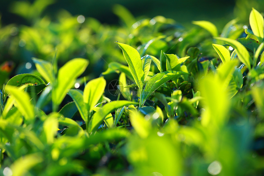 绿色茶叶种植园景观 印度喀拉拉邦Munnar农村场地农业植物群生长植物场景叶子文化蓝色图片