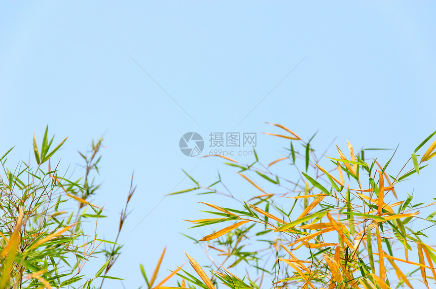 竹叶叶树叶植物植物群绿色文化竹叶边界叶子花园图片