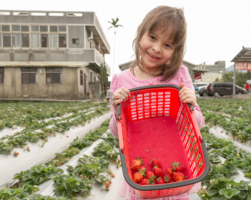 草莓农场采摘斯特罗草莓的年轻女孩饮食营养浆果生产叶子农村季节花园茶点草药图片