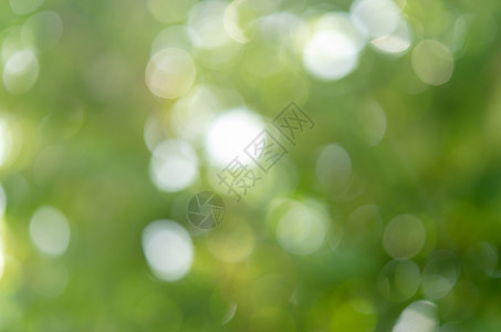 Bokeh 绿色白色太阳阳光背景背景图片