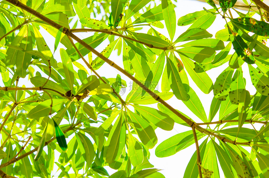 绿树白色森林绿色树干环境叶子树叶树木生长植物图片