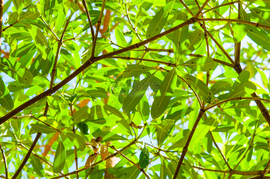 绿树树木树叶森林白色生长植物蓝色环境叶子树干图片
