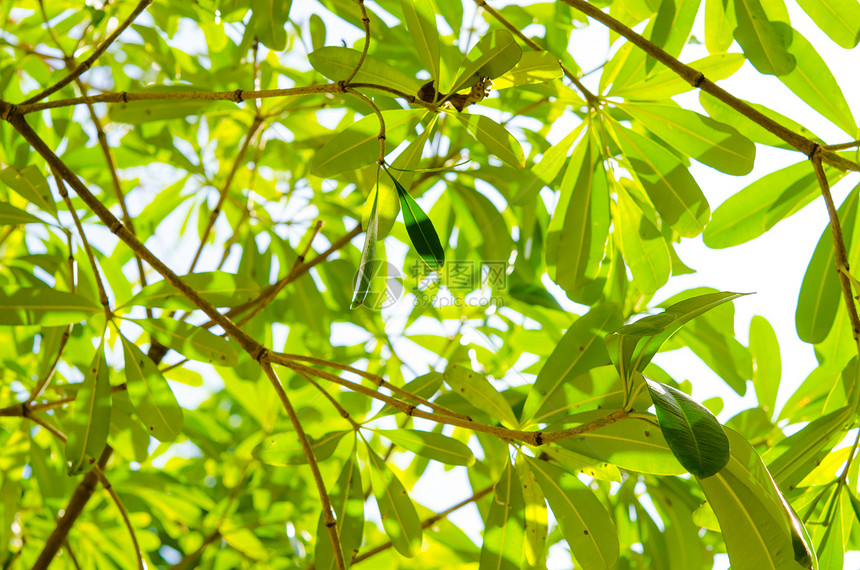 绿树生长蓝色树叶白色环境树干植物树木森林绿色图片