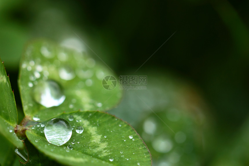 绿色背景上美丽的三叶草的宏观镜头植物场地野花草地叶子生长花瓣植物群环境天堂图片