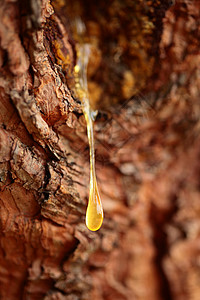 一滴液体靠近一滴松树脂森林树脂韧性摄影树木材料树液树桩木头液体背景