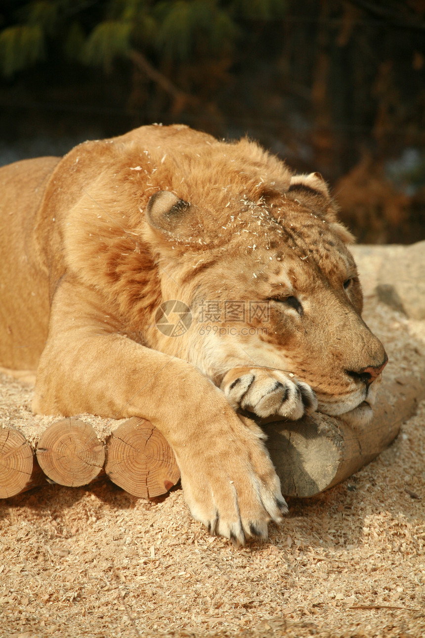 西伯利亚里热沉睡攻击狮子打猎鼻子野生动物条纹生物荒野生态毛皮图片