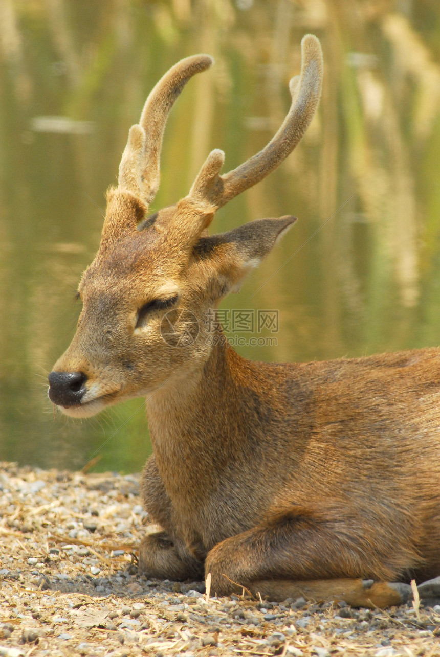 Siamese Eld的鹿环境眼睛旅游森林毛皮荒野驯鹿哺乳动物国家情调图片