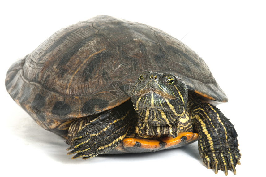 白背景的红海龟被孤立运动剧本爬虫红色热带耳朵乌龟生物宠物白色图片