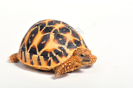 长寿龟印度海龟星在白背上被孤立眼睛爬虫白色野生动物盔甲情调异国动物动物学宠物背景