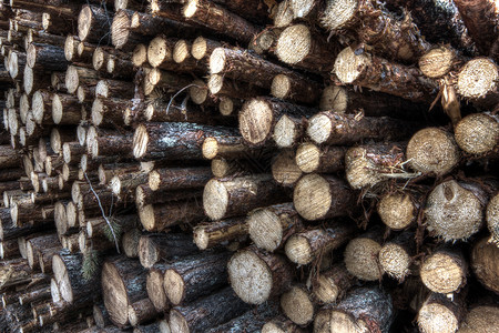 新鲜砍伐的树木原木资源营林木桩树桩天鹅燃料贮存破坏生态树干冷杉高清图片素材